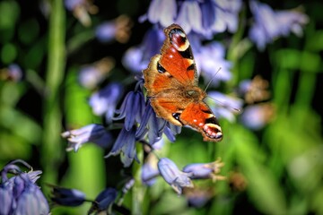 Close-up of a butterfly perched on purple flowers in a field