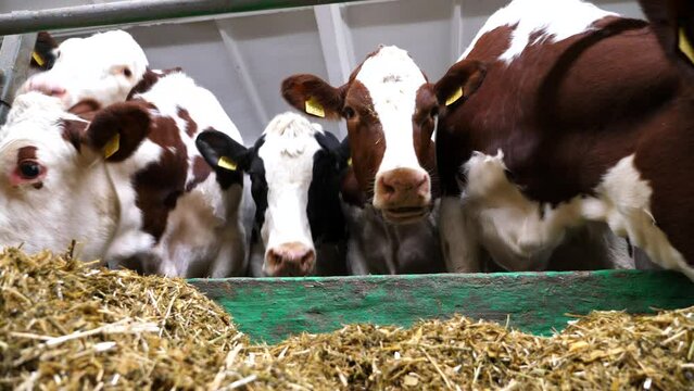 Row of cattle chewing fodder at milk factory. Curious cows look into camera eating hay on modern dairy farm. Herd of kines feeding be silage at cowshed. Agriculture industry and animal husbandry