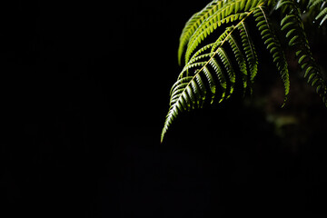 Fern Close Up Black Background