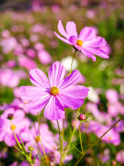 Close-up of beautiful cosmos flowers at cosmos field in moring sunlight. amazing of close-up of...
