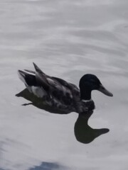 duck in the water