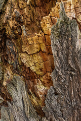 tree, structure, wood, forest, tree trunk