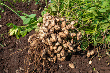Fresh peanuts plants with roots plants harvest of peanut plants.