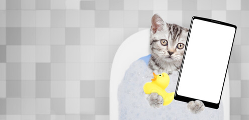 Cute kitten takes the bath with foam at home and shows big smartphone with white blank screen in it paw. Top down view. Empty space for text