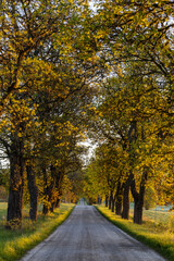 Stockholm, Sweden A tree-lined alley in the sunrise.
