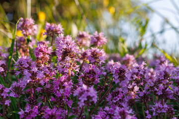 Thymus serpyllum, thyme, wild thyme.Photographed with selective focus