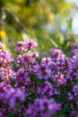 Thymus serpyllum, thyme, wild thyme.Photographed with selective focus