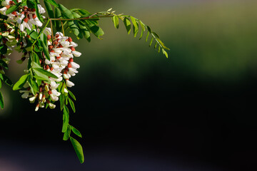 White acacia branch flower background. Robinia pseudoacacia or common name black locust tree flower