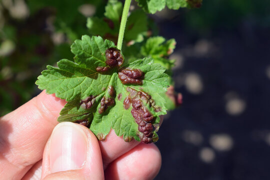 Reddish blisters on red currant leaves caused by aphids (Cryptomyzus ribis). Woman's hand showing upper side of currant leaf
