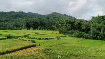 View of green rice fields