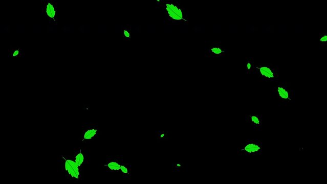 Green Leaf falling on black isolated background. Green leaf falling animated background for overlays. Leaf fall animation. Vector green leaf. chroma key background