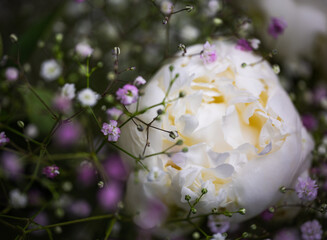 pink and white flowers