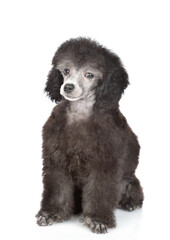 Cute young silver poodle poppy sitting in front view and looking at camera. Isolated on white background