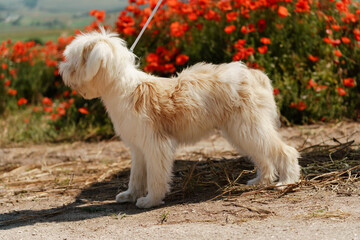 White dog puppy walks in a poppy field. Natural background with dog puppy sitting on a summer Sunny meadow surrounded by flowers.