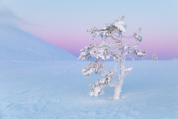 A lonely snowy tree on a fell in the polar night light