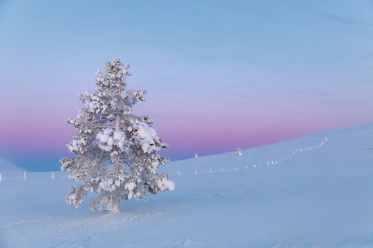 Tree and a reindeer fence on a fell in the polar night light