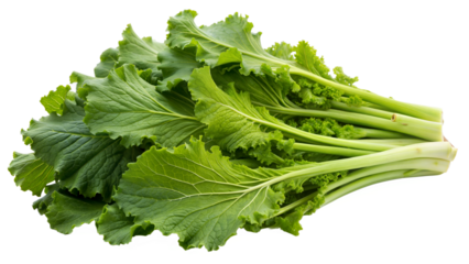 cluster of Mustard Greens isolated on white background