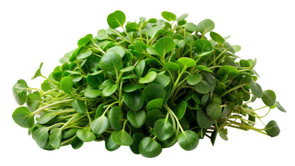 Fototapeta premium cluster of water cress isolated on white background