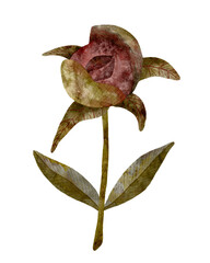 Pink peony bud with green leaves decorative flower, isolated object on white background, delicate hand drawn digital art