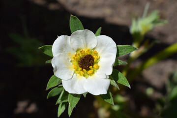Strawberry flower with dark center, flower damaged by frost. Spring time