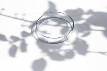 Empty Petri dish with tree twigs shadows