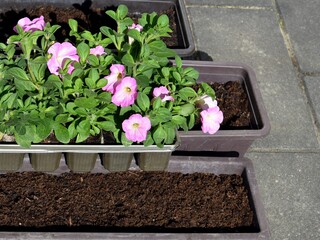 Pink blooming petunias ready to be planted into a larger flower boxes with substrate. Gardening,...
