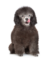 Hungry licking lips black poodle puppy looking at camera. Isolated on white background