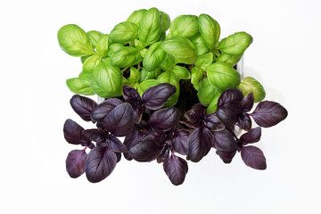 Basil (Ocimum basilicum) seedlings of two colors, white background