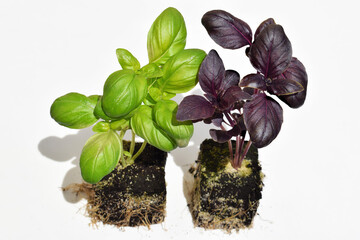 Basil (Ocimum basilicum) seedlings of two colors, white background