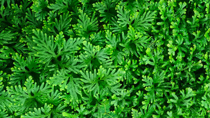 Spike Moss ( Selaginella wallichii )