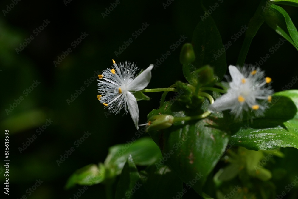 Poster tradescantia fluminensis ( wandering jew ) flowers. commelinaceae perennial plants. forms clusters i