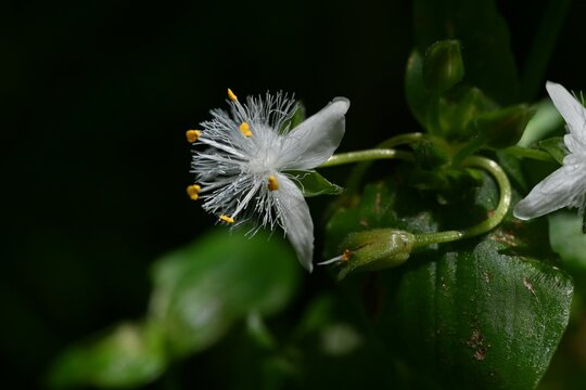 Tradescantia fluminensis ( Wandering jew ) flowers. Commelinaceae perennial plants. Forms clusters in shaded areas and blooms triangular white flowers in early summer.