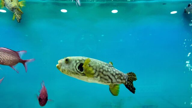 puffer fish swimming in aquarium. sea fish concept