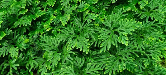 Fototapeta premium Spike Moss ( Selaginella wallichii )