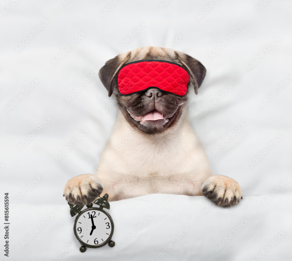 Poster pug puppy wearing sleeping mask sleeps on a bed at home and holds alarm clock. top down view