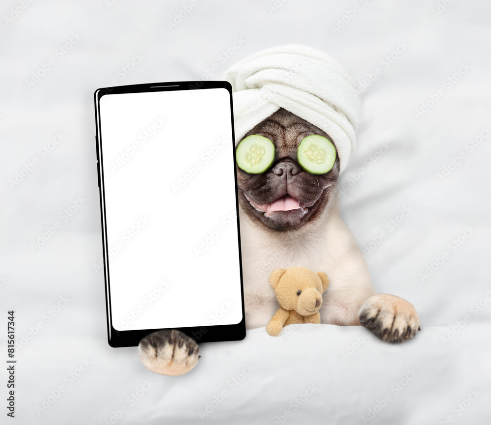 Poster Funny Pug puppy with towel on it head and with a piece of cucumber on it eyes relaxing on the bed at home and showing big smartphone with white blank screen in it paw. Top down view