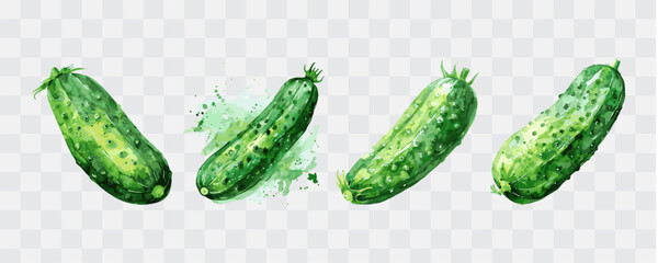 Cucumber watercolor isolated graphic transparent