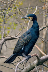 waterfowl wild bird cormorant sitting on a tree branch