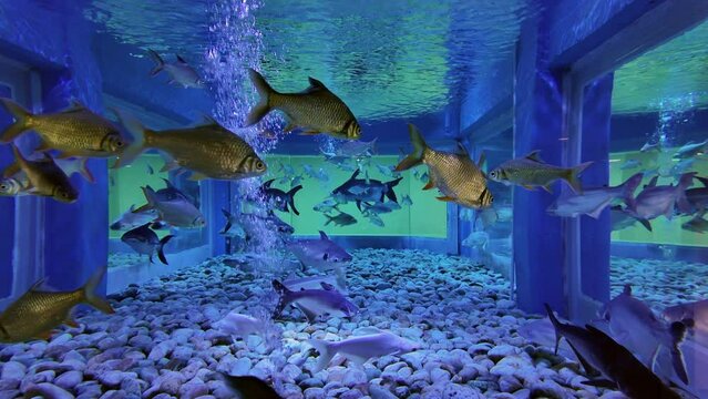 giant catfish and Black Ear Catfish with freshwater fish in the aquarium. fish in Thailand 