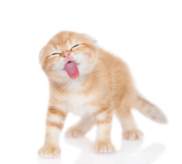 Funny tabby ginger cat sticking out tongue licking invisible glass pane making funny face. Isolated...