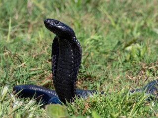 Fototapeta premium Closeup view of a black spitting cobra on a grassy terrain.
