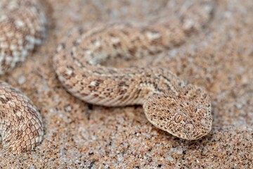 Peringuey's Adder snake perched on the sandy ground.