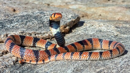 Closeup of a Coral Snake coiled on a rocky surface.