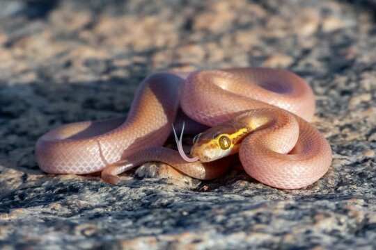 Bug-Eyed House Snake coiled on the rocky terrain.