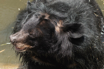 the bear&rsquo;s eyes looked at the mammal&rsquo;s face with love and fear.