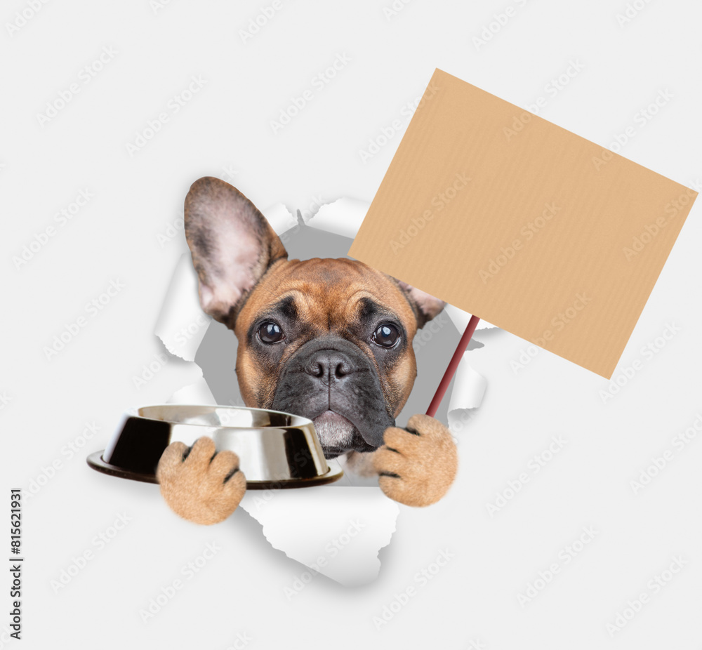 Poster french bulldog puppy looking through the hole in white paper, holding empty bowl and showing empty p