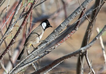 White-cheeked bulbul (Pycnonotus leucogenys) perched on a tree branch