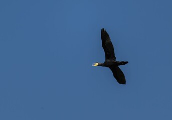 Great cormorant (Phalacrocorax carbo) soaring in the sky