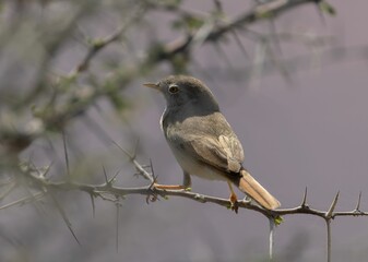 Atlas warbler (Sylvia deserticola) perched on a thin tree branch