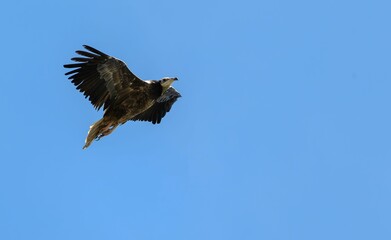 Majestic Andean condor (Vultur gryphus) soaring through the sky